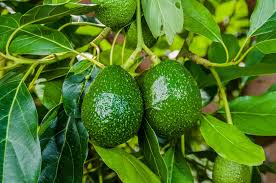 Standard size apple or pear trees take roughly between 3 to 5 years to start producing fruit. Avocado Trees How Long To Grow A Mature Tree