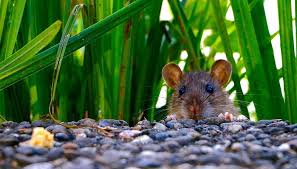 Maybe you would like to learn more about one of these? Dreams About Rats Interpretation And Meaning