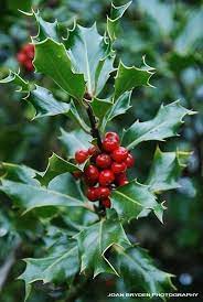 Delightful Holly With Berries Christmas Art Christmas Holly Holly Berries