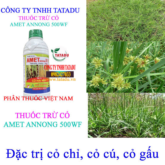Amet annong 500FW