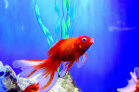 Keeping Your Betta Fish Active And Happy: Tips For Enrichment And Exercise