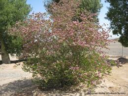 Image result for Bauhinia macrantha