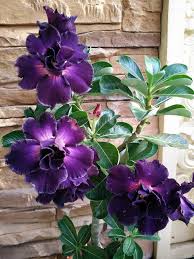 Image result for Adenium