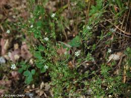 Image result for Cliffortia serpyllifolia