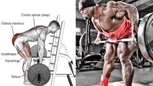 Your arms contain many muscles that work together to allow you to perform all sorts of motions and tasks. Train Your Erector Spinae For A Road Map Back Fitness Volt