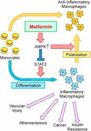 Metformin works by reducing the amount of sugar your liver releases into your blood. Pleiotropic Benefits Of Metformin Macrophage Targeting Its Anti Inflammatory Mechanisms Diabetes