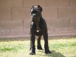 Great Dane Bullmastiff Mix Working Pitbull Mastiff Cross Bandogge Page 2 Pitbulls Go Pitbull Mastiff Mastiff Mix Pitbulls