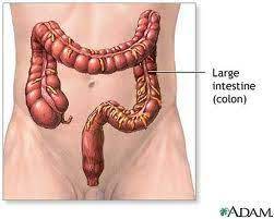 What Does The Large Intestine Or Colon Do Kidney Cleanse Natural Natural Colon Cleanse Colon Cleanse Diet