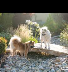 Home of one of the first american breeders of the eurasier, a special rare breed. Braxenae Eurasiers For Sale Puppies For Sale March 2019 Dog Breeds Puppies Dog Breeder