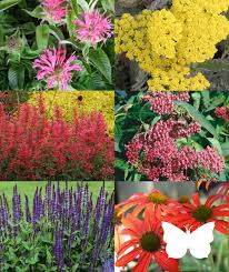 Whether you are looking for a fungicide solution or an insecticide spray, you will find it in our extensive inventory. Shop Perennials For Home Delivery Or Pick Up At Local Garden Center In 2021 Butterfly Garden Perennials Showy Flowers