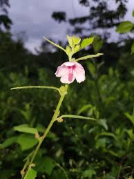 Image result for Urena