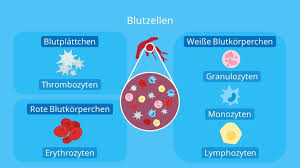 Blut Aufbau Bestandteile Und Funktion Mit Video