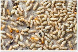 Princeton, nj has been an essential community within the u.s. Eastern Termite Control New Jersey Termite Treatment Inspection