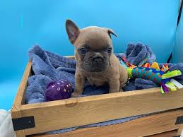 Maybe you would like to learn more about one of these? Nemo Stunning Blue Fawn French Bulldog Puppy For Sale In The Tampa Florida Vip Puppies