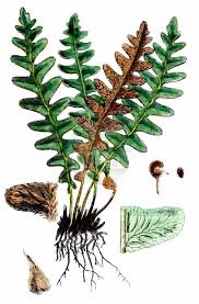 Image result for Aspleniaceae