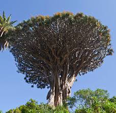 Anvergurgura aripilor sale poate atinge pana la 6 m. Categorie Arbori In RomanÄƒ WikÈ›ionar