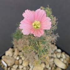 Image result for Monsonia glauca
