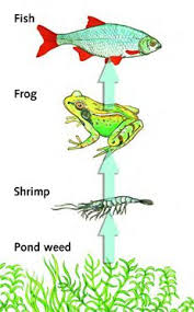 Food Chain Of Pond Life Google Search Food Chain Pond Life Food Web Activities