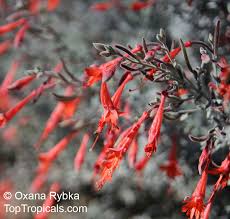 Image result for Epilobium salignum