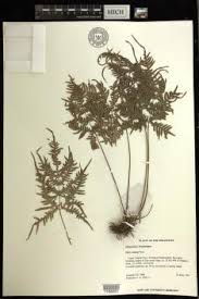Image result for Pteris auquieri