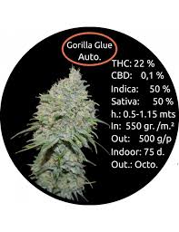 Help other patients find trustworthy strains and get a sense of how a particular. Gorilla Glue Auto Premium Collection