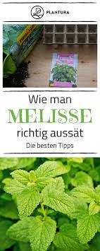 Zitronenmelisse Anbauen Auf Dem Balkon Und Im Garten Plantura Zitronenmelisse Gartenarbeit Krauter Anpflanzen