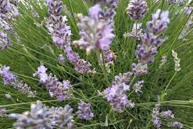 Maybe you would like to learn more about one of these? Bunga Lavender Keindahan Turki Di Musim Panas Republika Online