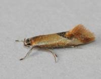 Image result for Batia internella