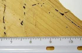 Federal government websites always use a.gov or.mil domain. Wood Beetle Control Pest Control Chemicals 800 877 7290