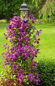 Viinapuud, mida peetakse tihtipeale jõuliseks, kõige paremini kasvavad tugikonstruktsioonil, nagu näiteks trellis või lambipostitus. A Photograph Of A Clematis Vine On A Lamp Post Stock Photo Picture And Royalty Free Image Image 42501335