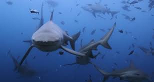 Worldwide bull shark attacks articles listed from newest attack bite to oldest. Reunion An In Depth Look At The Island S Shark Attacks Deeperblue Com