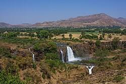 Image result for Anisotes pubinervius