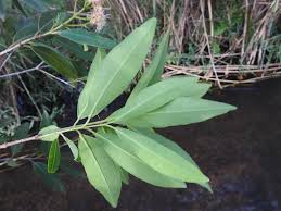 Image result for Syzygium komatiense