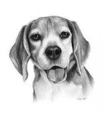 02be26c624db701b14ebd6fd38141c42 Dog Portrait Drawing Dog Drawing Animal Drawings