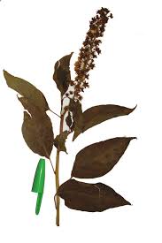 Image result for Phytolacca dodecandra
