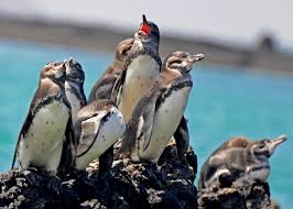 How long do they live? Galapagos Penguins Penguin Pedia