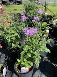 Monarda bradburiana, monarda citriodora, monarda clinopodioides, and others. Monarda Did Sugar Buzz Blue Moon Bee Balm 1 Behmerwald Nursery