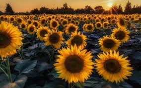 vine sunflower wallpapers top free