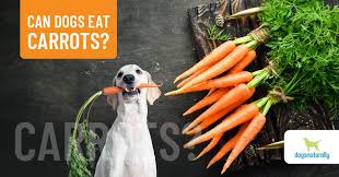 Just nine baby carrots (about 3oz), contains 2 grams of fiber. Can Dogs Eat Carrots Pros And Cons Dogs Naturally
