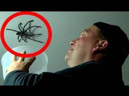 It's probably not a good idea to have your cat chase anything that isn't a toy or a mouse. The 7 Scariest Videos On Youtube Big Spiders Spiders Scary Videos Funny
