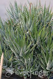 Image result for Habenaria attenuata