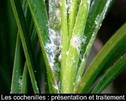 Maybe you would like to learn more about one of these? Les Cochenilles Presentation Et Traitement