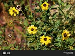 Check spelling or type a new query. Bush Sunflower Plant Image Photo Free Trial Bigstock