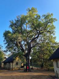 Image result for Philenoptera nelsii