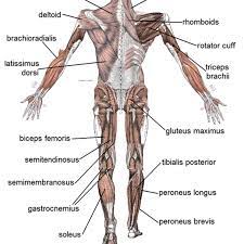 Muscles labeled front and back find out more about muscles labeled front and back. Human Muscular System What S The Busiest Muscle In The Body Owlcation