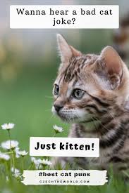 205 Best Cat Puns That Are Simply Paw Some