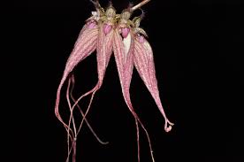 Image result for Bulbophyllum comatum