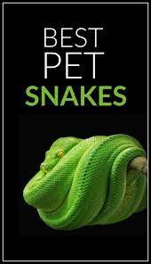 What Are The Best Pet Snakes For Beginners Pbs Pet Travel Pet Snake Best Small Pets Reptiles Pet