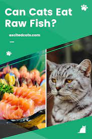 Can Cats Eat Raw Fish Eating Raw Canning Fish