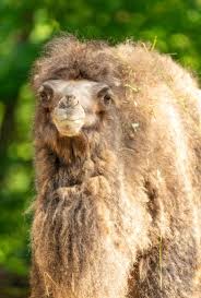 How to care for the baby umbilical cord. Baby Camel Free Stock Photo Public Domain Pictures